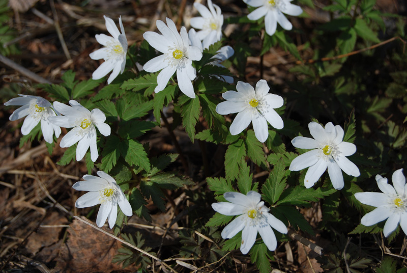 Изображение особи Anemone altaica.