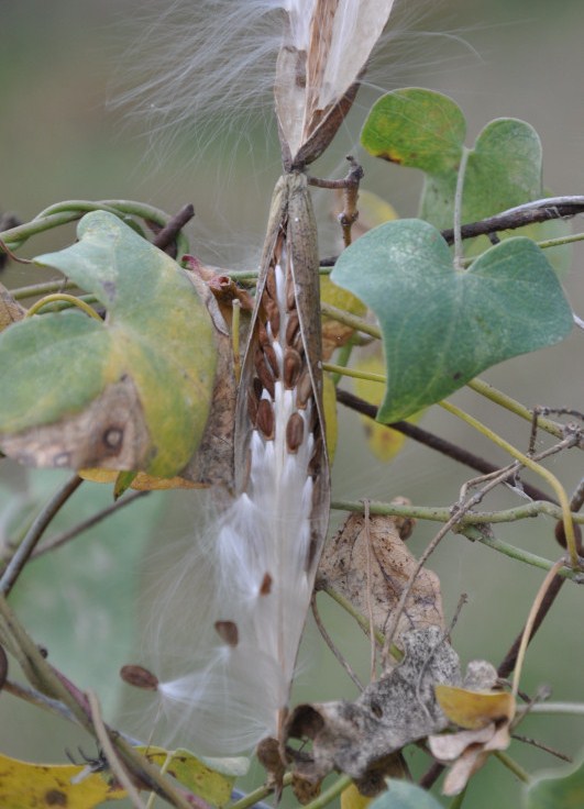 Image of Cynanchum acutum specimen.