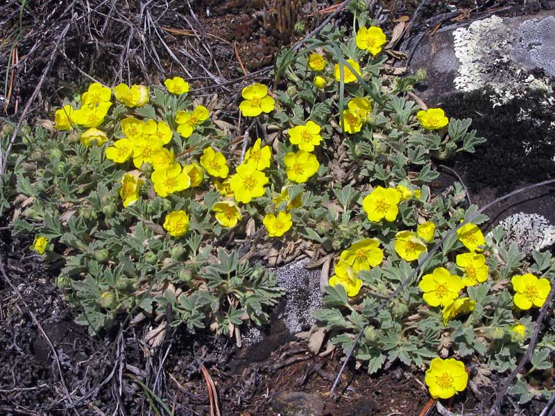 Image of Potentilla acaulis specimen.