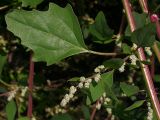 Chenopodium album. Соцветие и лист (длина пластинки 6 см) в средней части стебля. Высота растения примерно 50 см. Киев, край песчаного пляжа, Святошинские озера, 15 октября 2008 г.