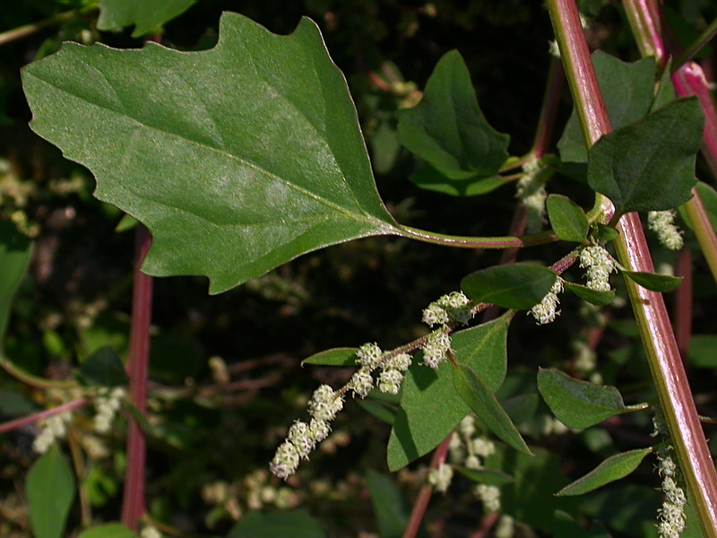 Изображение особи Chenopodium album.