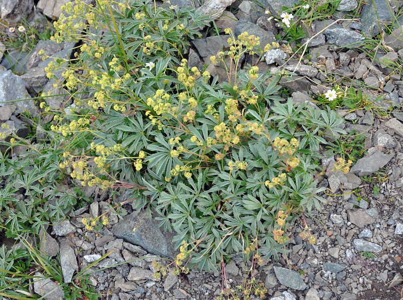 Image of Alchemilla sericea specimen.