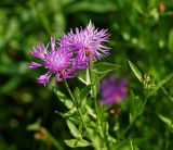 Centaurea jacea. Верхушка цветущего растения. Московская обл., Раменский р-н, окр. ж.-д. платформы Хрипань, просека под ЛЭП. 14.07.2015.