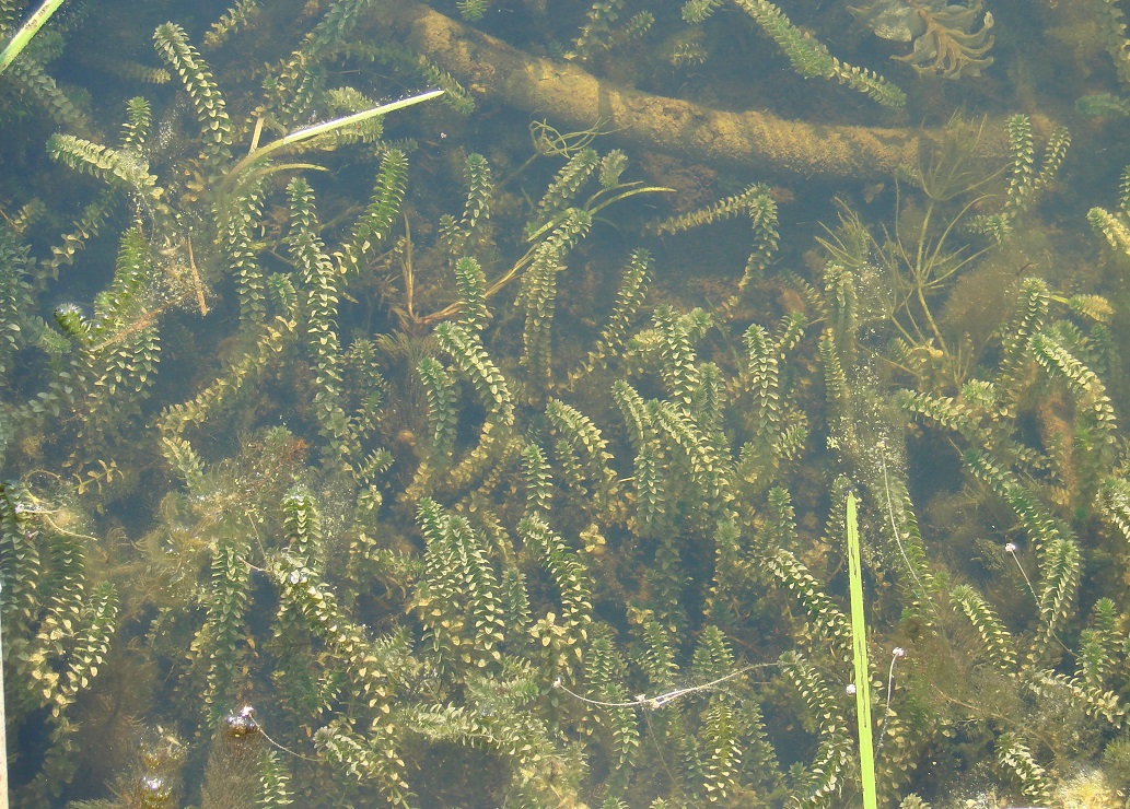 Изображение особи Elodea canadensis.