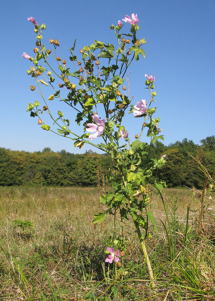 Image of Malva thuringiaca specimen.