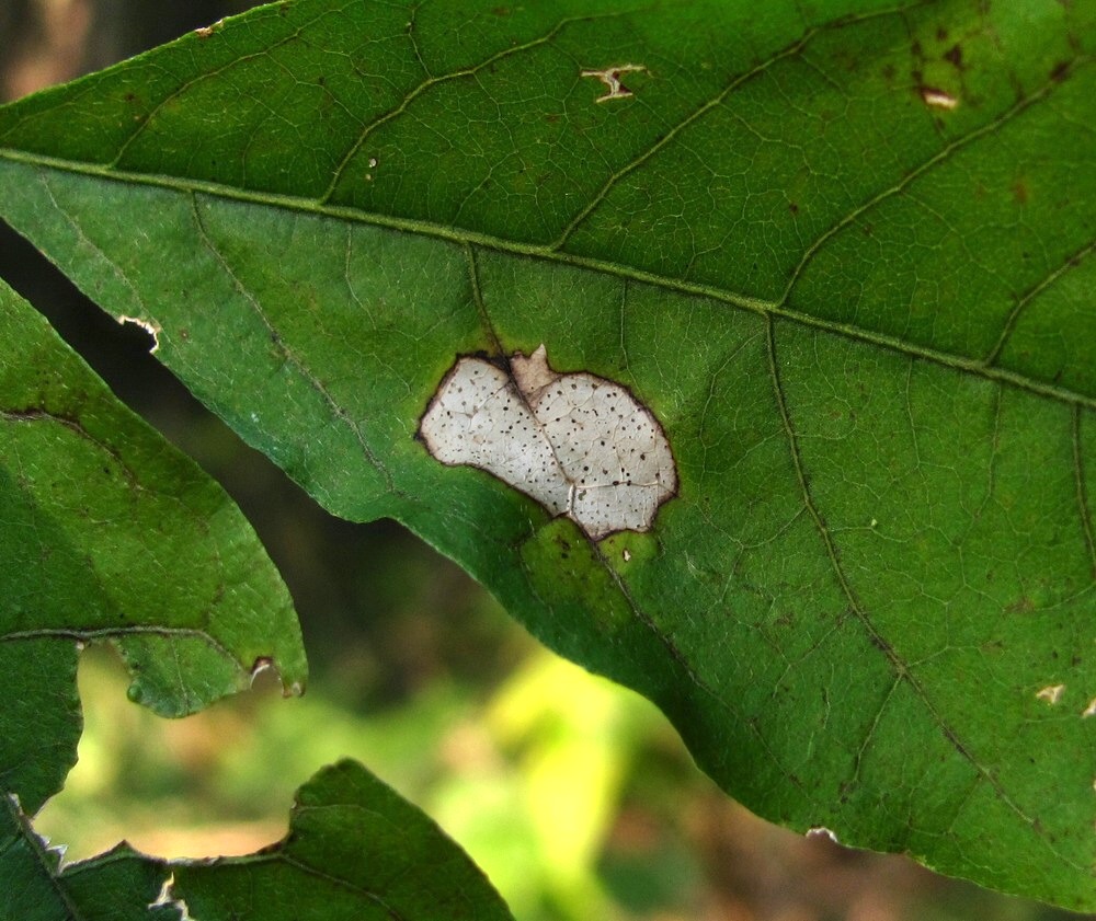 Image of Wisteria sinensis specimen.