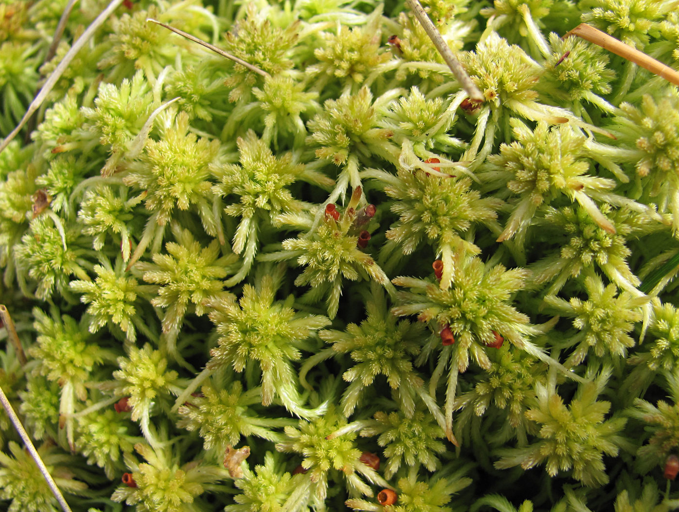 Изображение особи Sphagnum angustifolium.