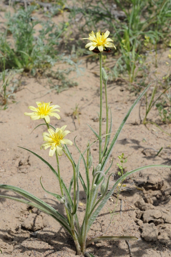 Image of Scorzonera sericeolanata specimen.