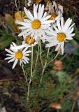 Chrysanthemum zawadskii