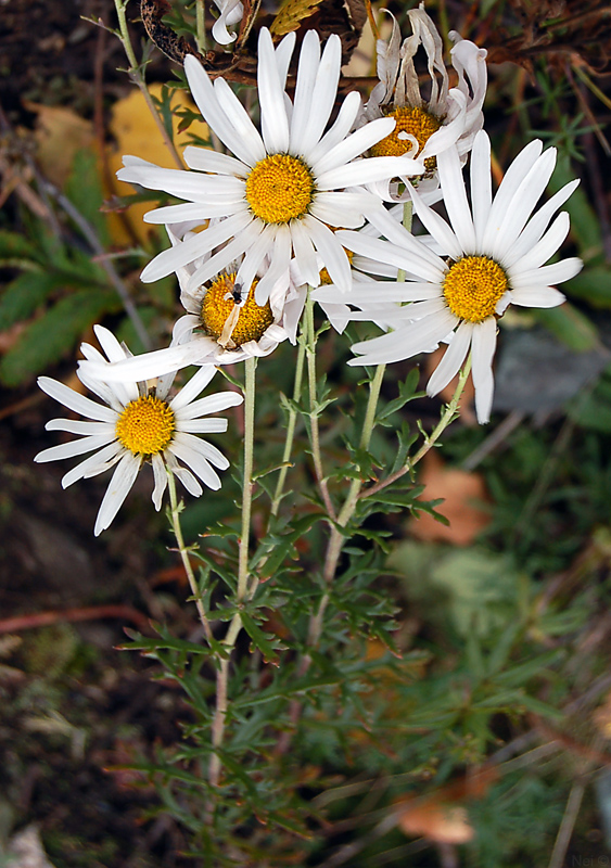 Image of Chrysanthemum zawadskii specimen.