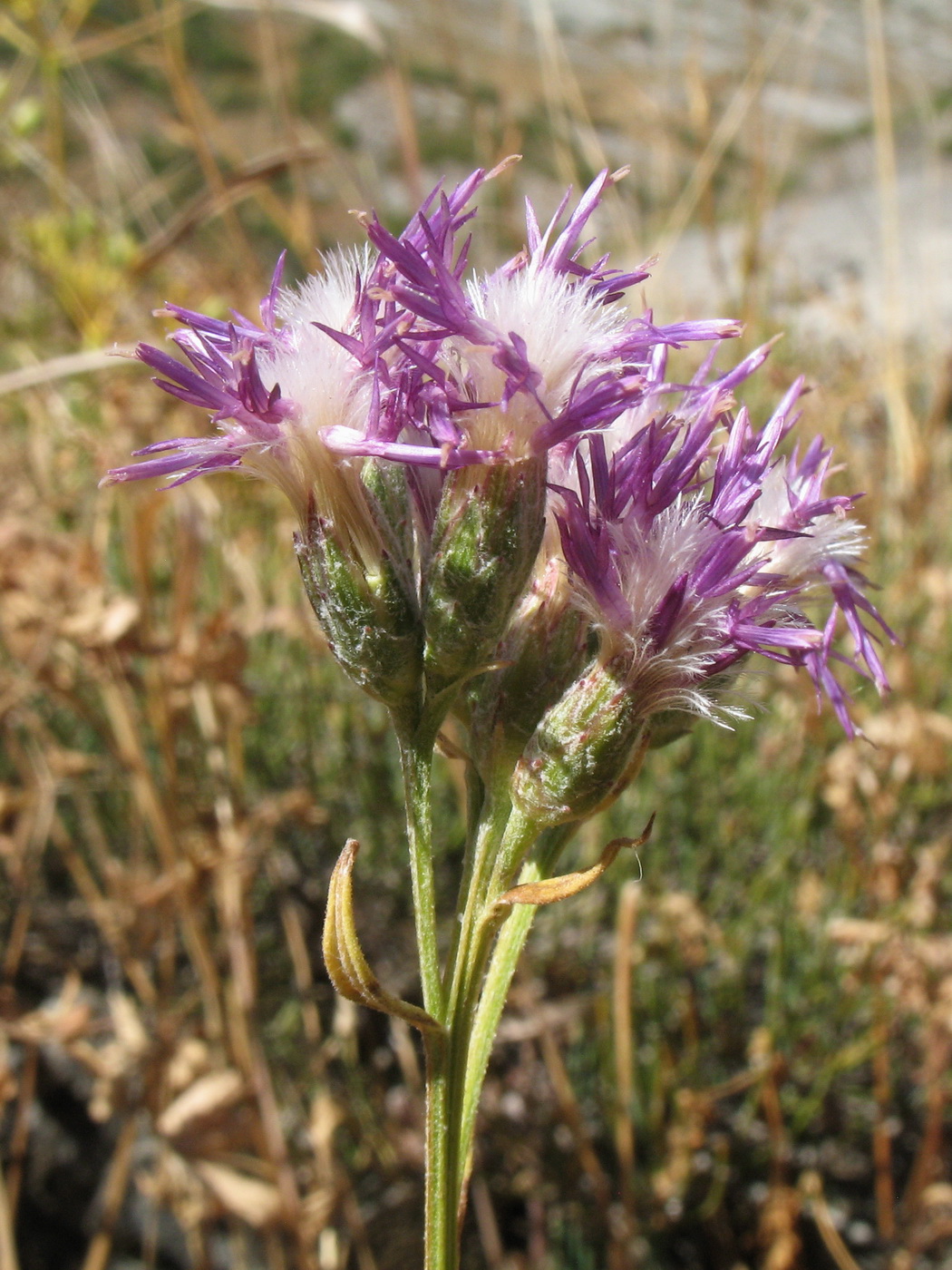 Image of Saussurea elegans specimen.