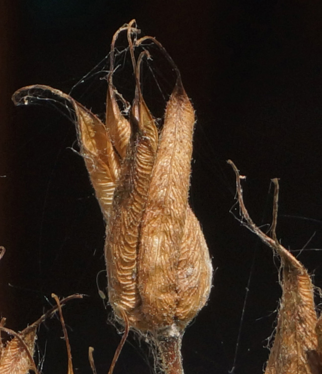 Image of Aquilegia vulgaris specimen.