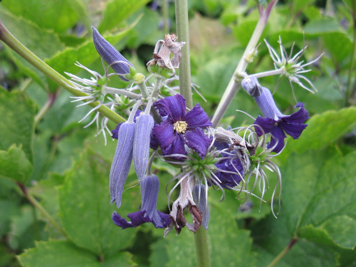 Изображение особи Clematis heracleifolia.