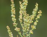 Rumex thyrsiflorus