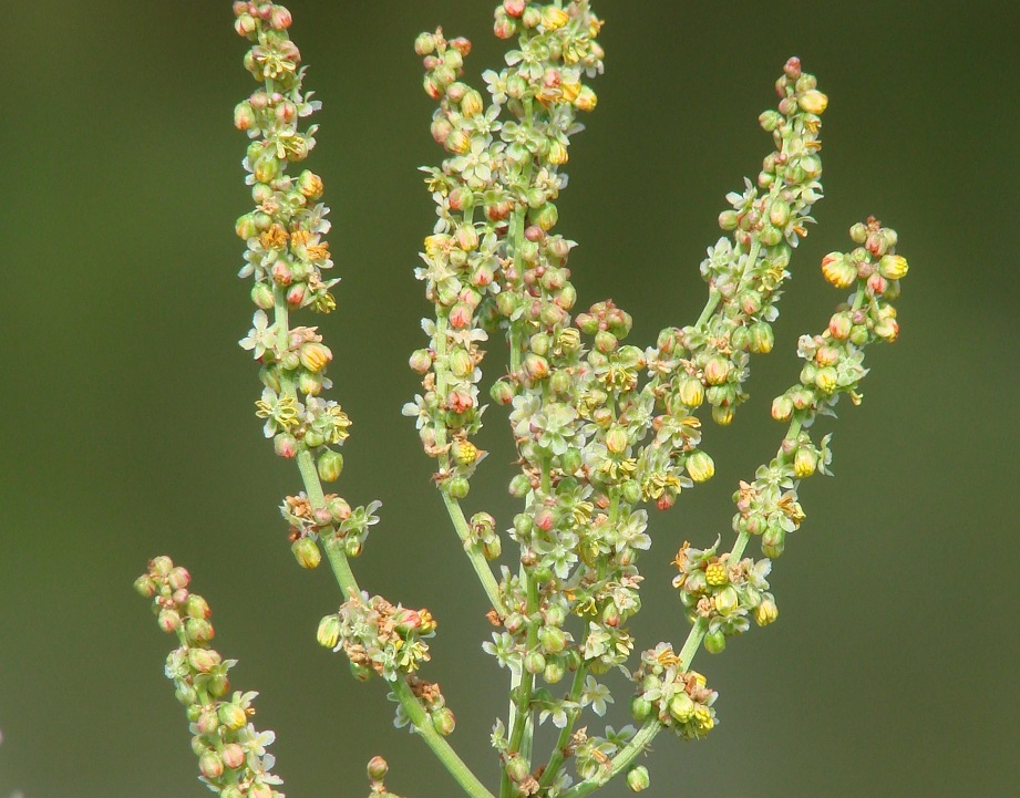 Image of Rumex thyrsiflorus specimen.