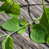 Asystasia gangetica