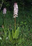 Orchis purpurea. Цветущее растение. Крым, Бахчисарайский р-н, на юго-запад от с. Красный Мак, пещерный город. 23 апреля 2008 г.