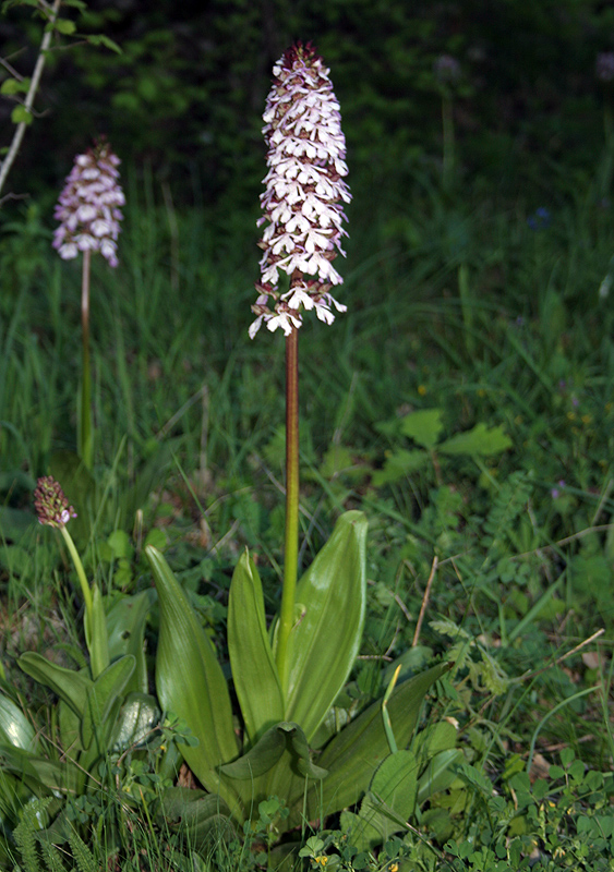 Изображение особи Orchis purpurea.