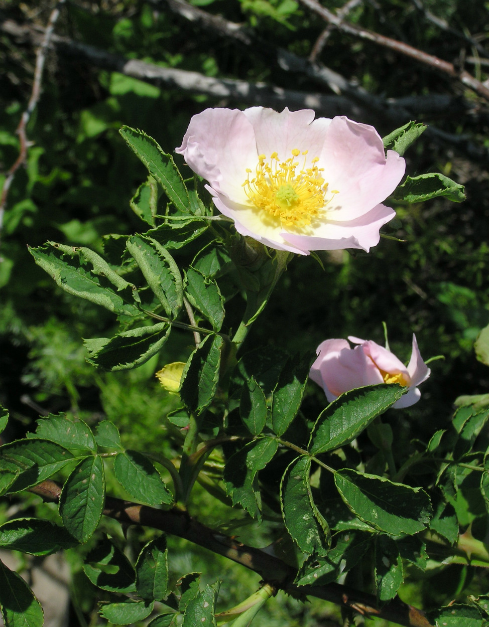 Изображение особи род Rosa.