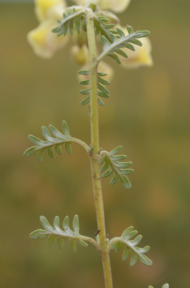Image of Scutellaria przewalskii specimen.