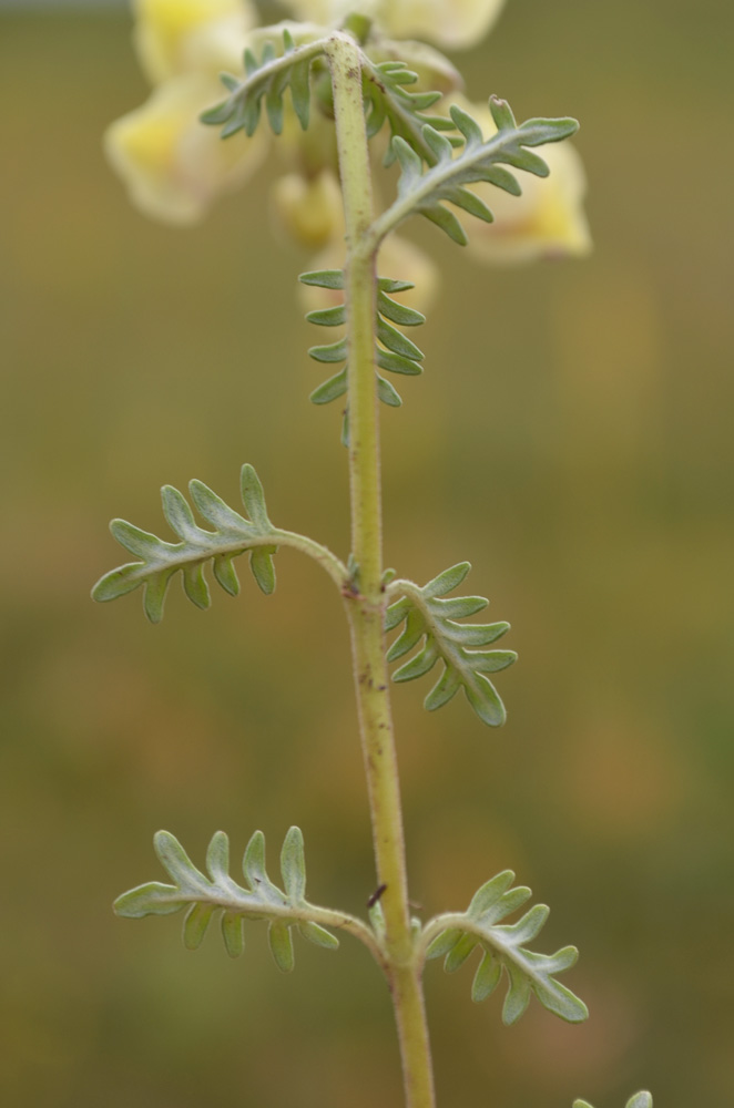 Изображение особи Scutellaria przewalskii.