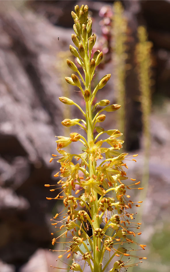 Изображение особи Eremurus fuscus.