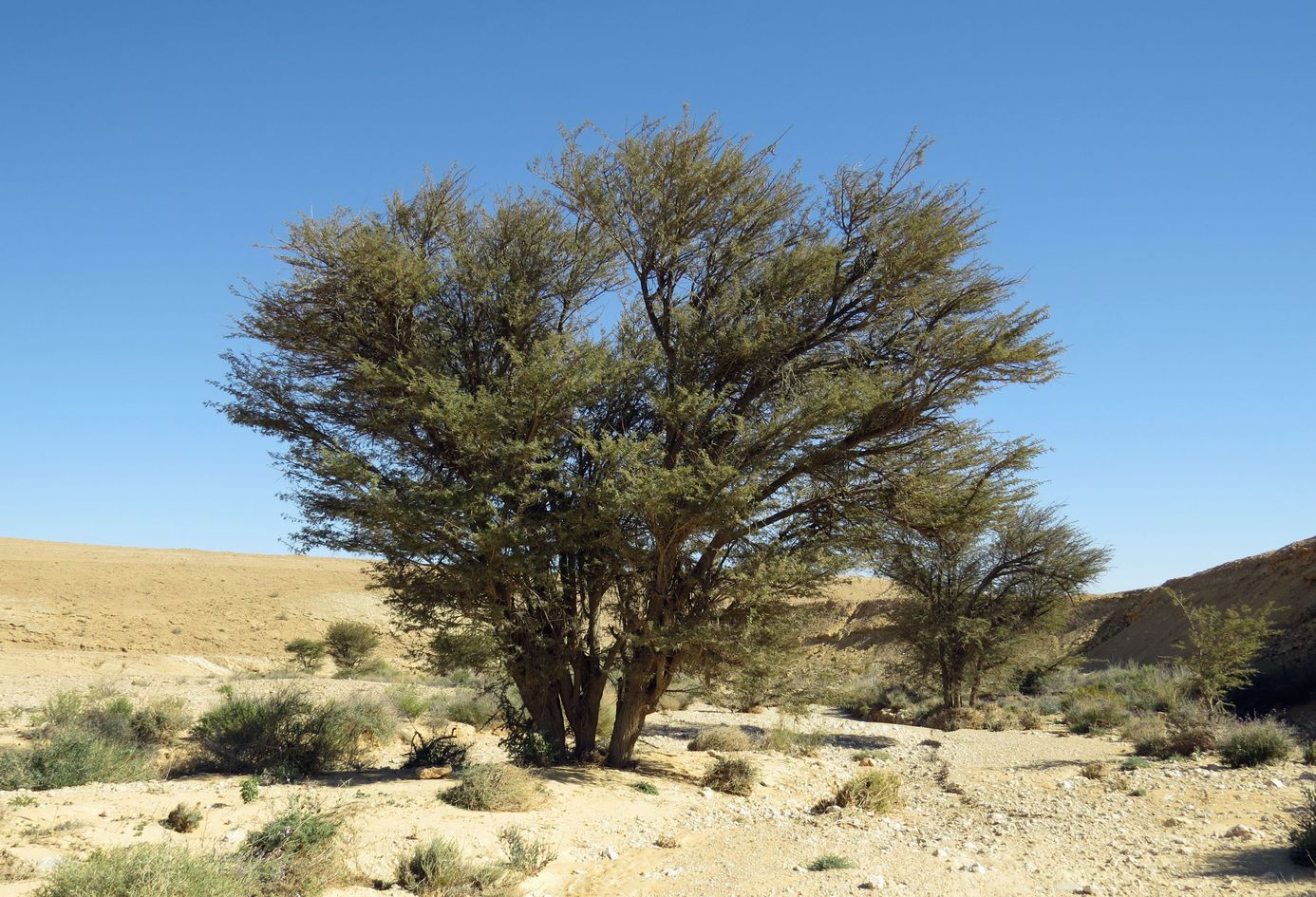 Изображение особи Vachellia pachyceras.