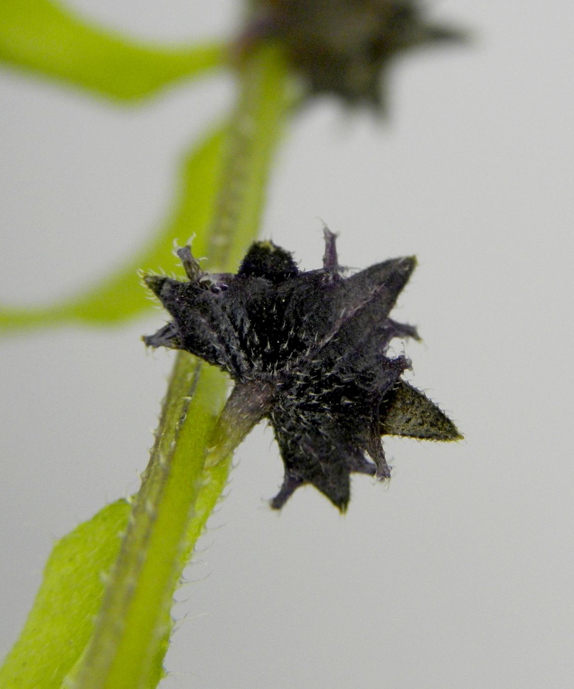 Image of Asperugo procumbens specimen.