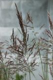 Calamagrostis