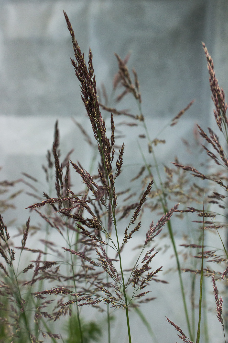 Изображение особи род Calamagrostis.