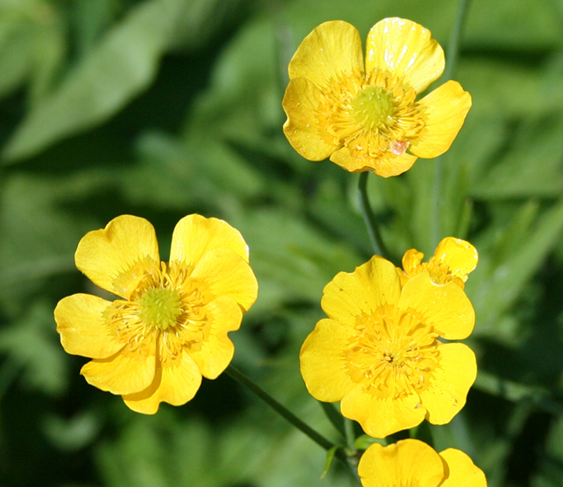 Image of Ranunculus grandifolius specimen.
