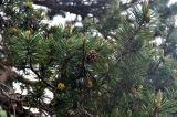 Pinus sylvestris subspecies hamata. Часть ветви с шишками и микростробилами. Карачаево-Черкесия, окр. пос. Архыз, хребет Абишира-Ахуба, смешанный лес (выс. около 1800 м н.у.м.). 15.06.2015.