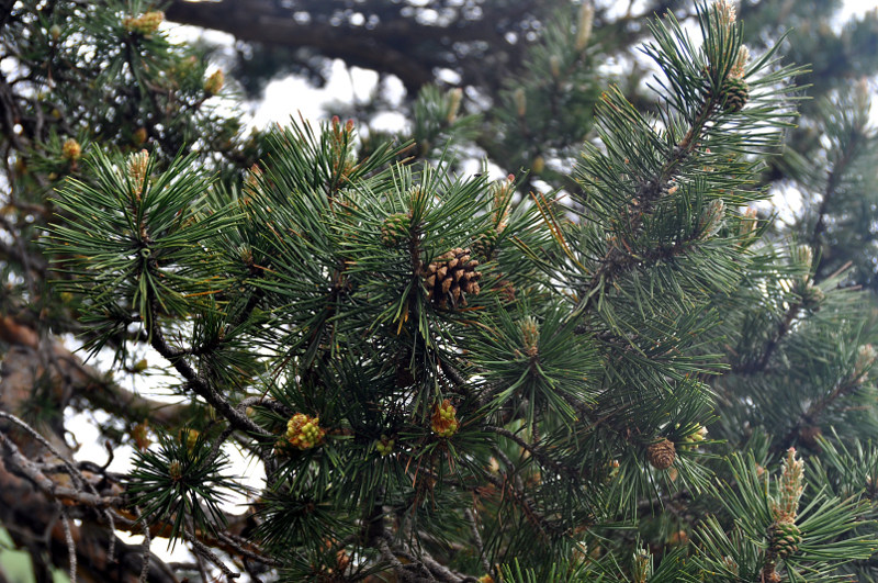 Image of Pinus sylvestris ssp. hamata specimen.