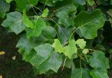 Liriodendron tulipifera