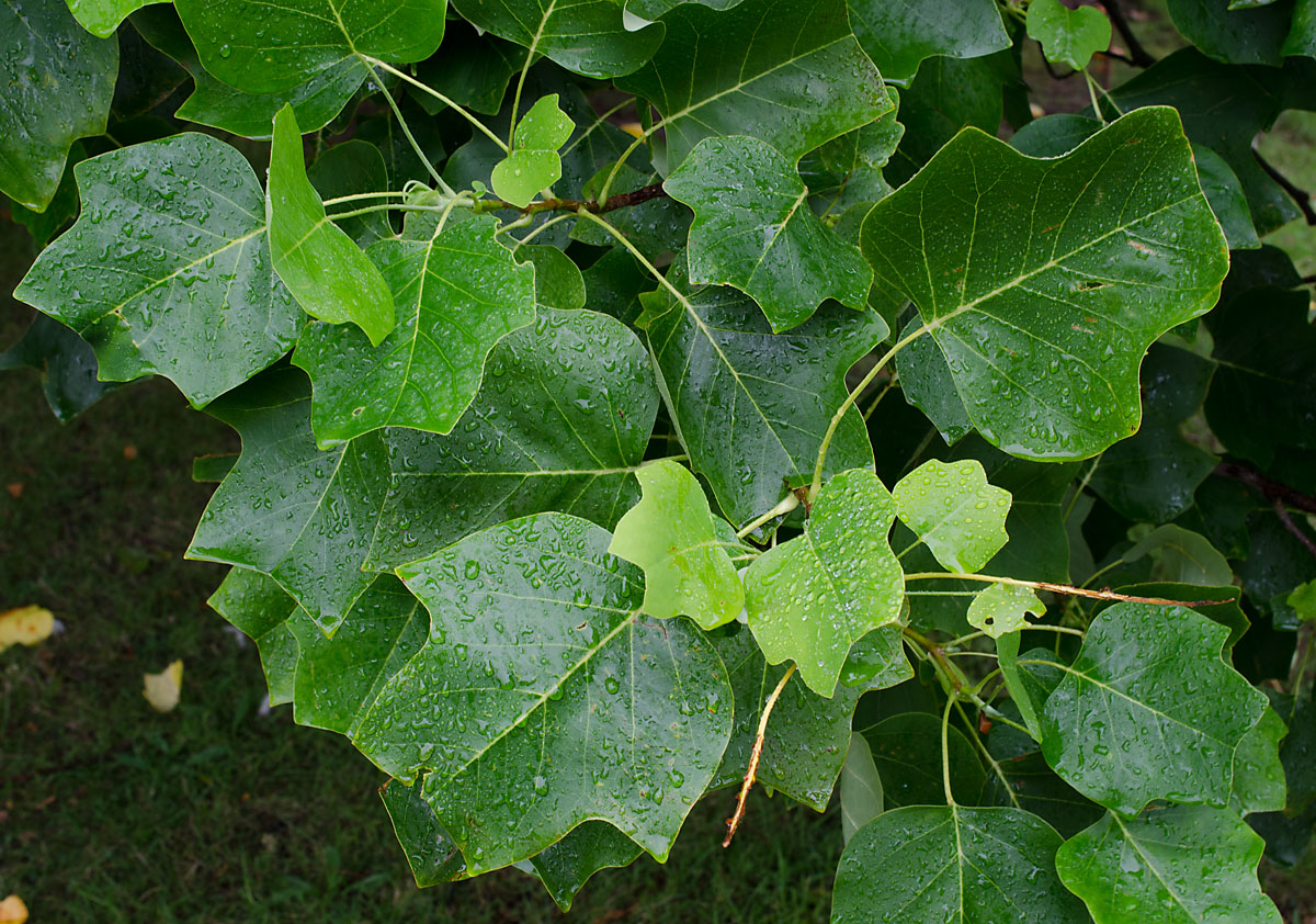 Изображение особи Liriodendron tulipifera.