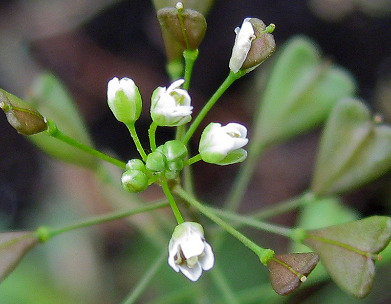 Изображение особи Capsella bursa-pastoris.