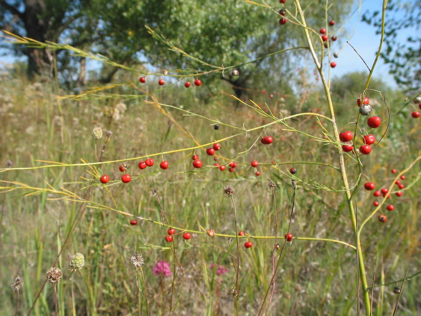 Image of Asparagus officinalis specimen.