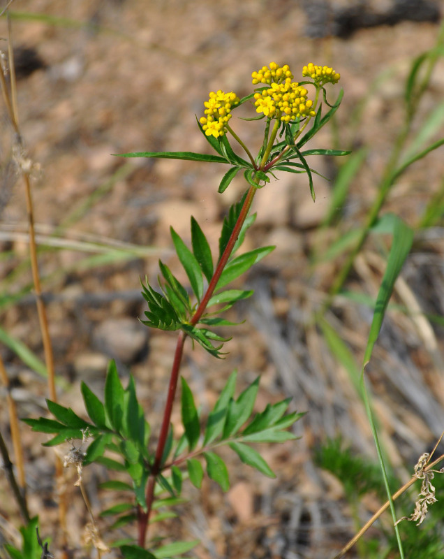 Image of Patrinia rupestris specimen.