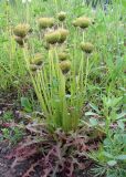 genus Taraxacum. Растение с аномальными соцветиями. Якутия (Саха), Алданский р-н, западная окраина Алдана, подножье радиосопки. 21.06.2012.