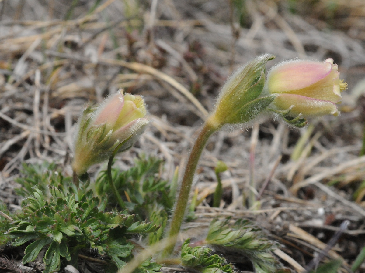 Image of Pulsatilla campanella specimen.