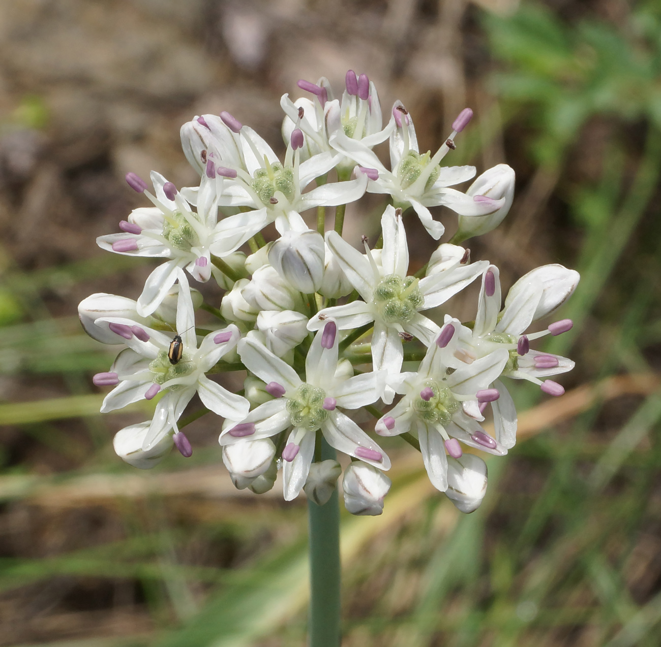 Изображение особи Allium tulipifolium.