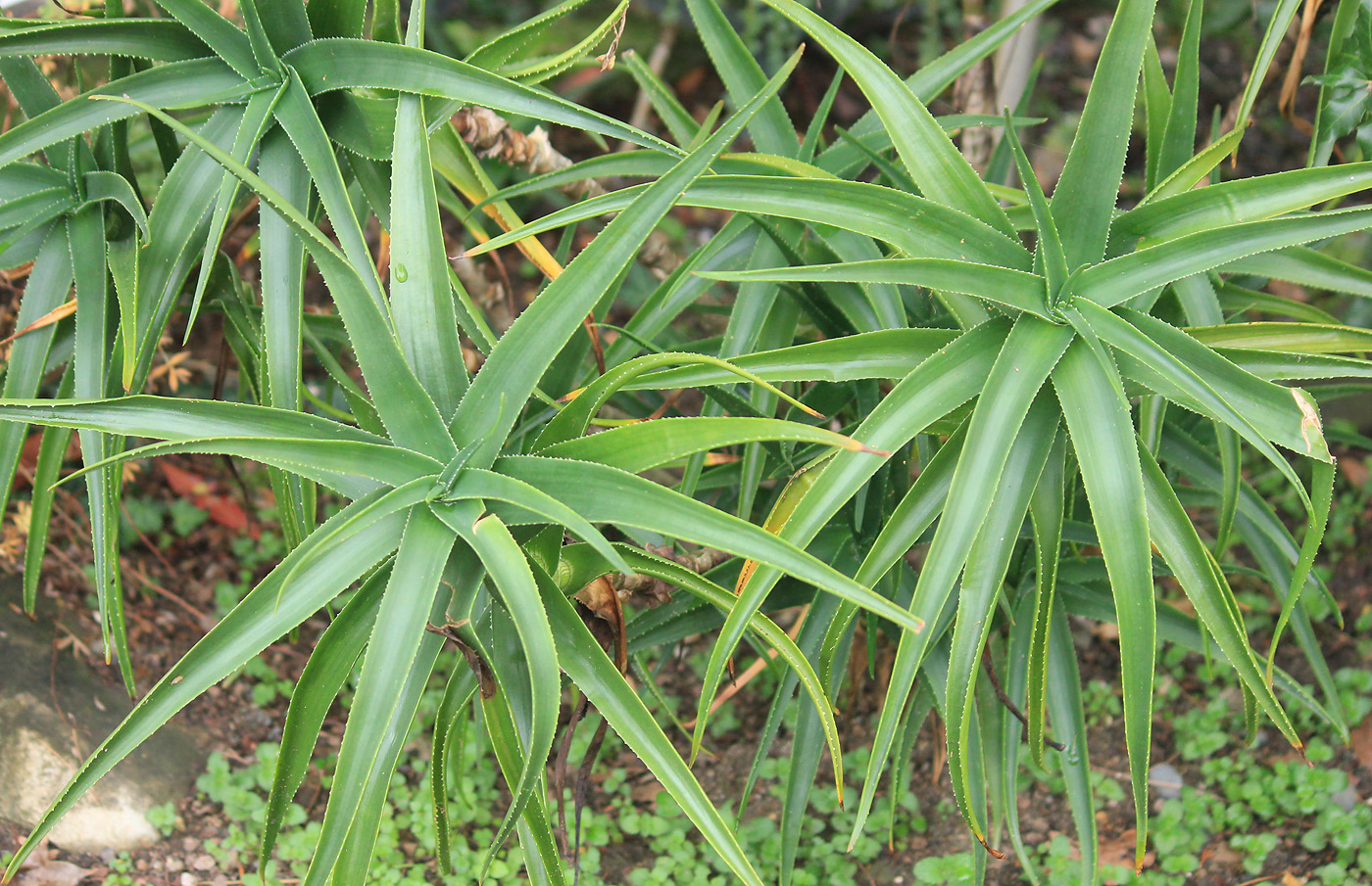 Image of Aloe striatula specimen.