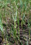 Hierochloe odorata