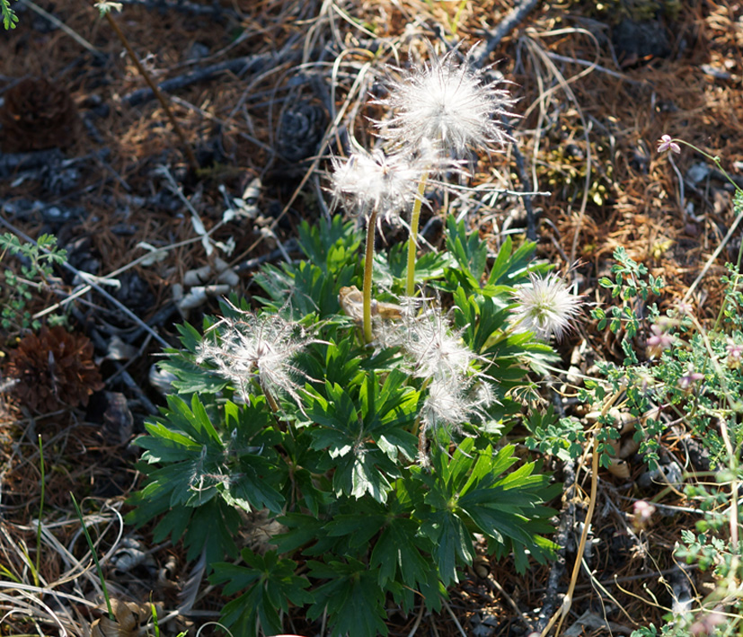 Image of Pulsatilla patens specimen.