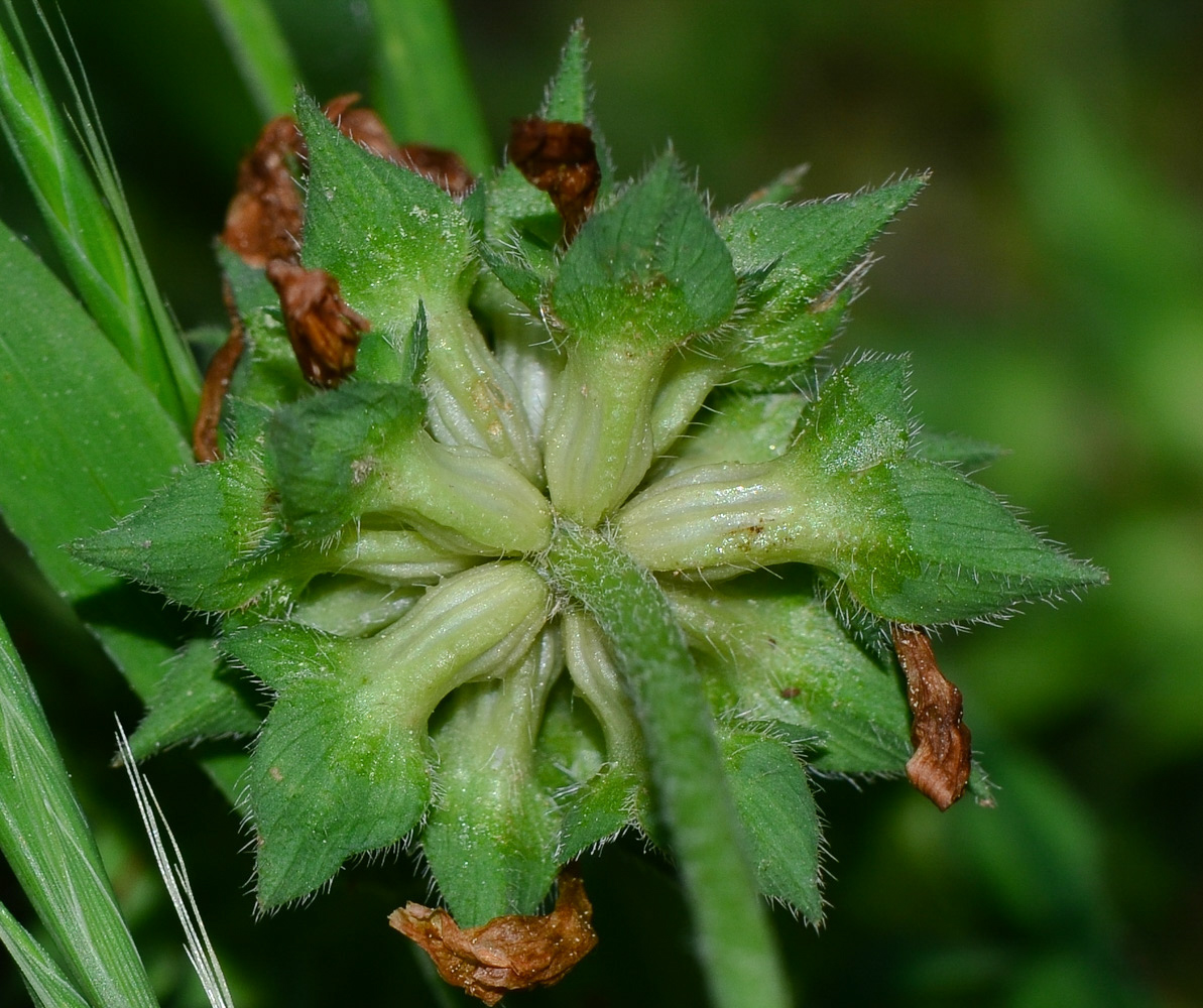 Изображение особи Trifolium clypeatum.