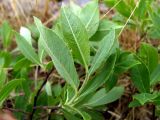 genus Salix