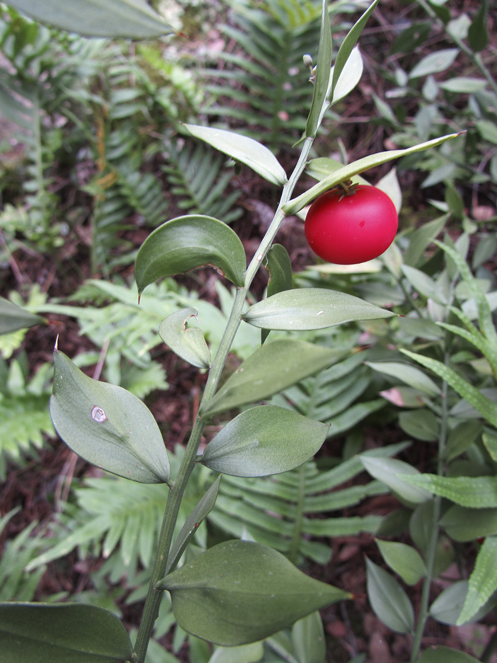 Изображение особи Ruscus aculeatus.