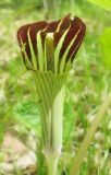 Arisaema komarovii. Соцветие. г. Владивосток, Академгородок, широколиственный лес, склон западной экспозиции. 17 мая 2016 г.
