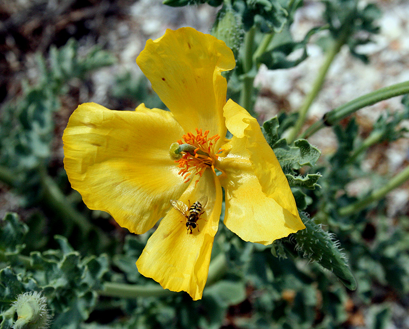 Изображение особи Glaucium flavum.