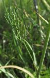 Bunium microcarpum